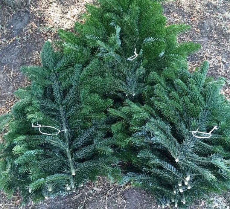 Gałęzie jodly kaukaskiej