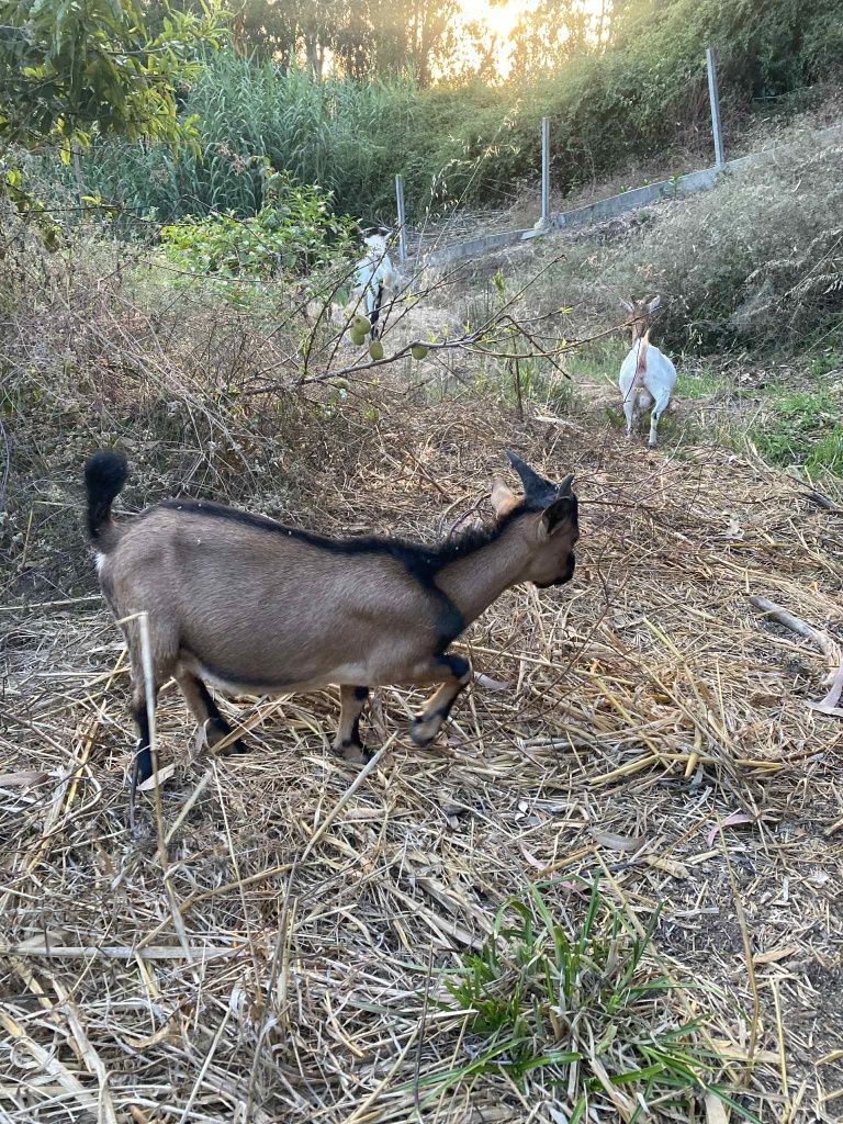 Cabras anãs machos e fêmeas