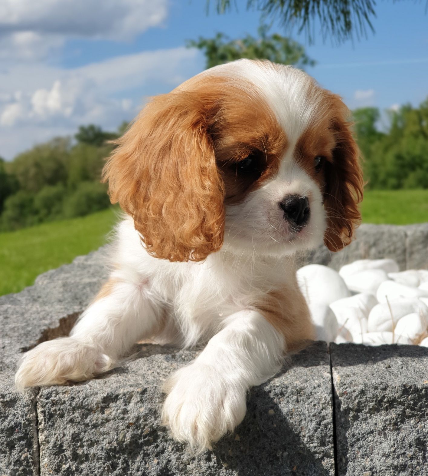 Cavalier King Charles Spaniel