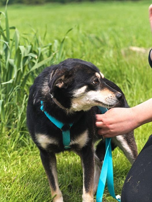 Urocza sunia z beżowym pyszczkiem szuka domu