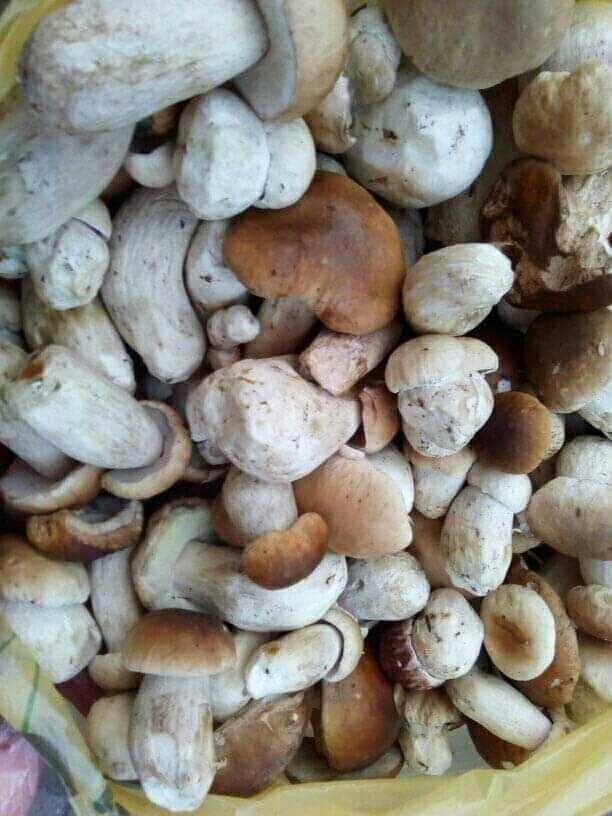 Закарпатський мед, сушені гриби білі, лисички, маринований гриб.