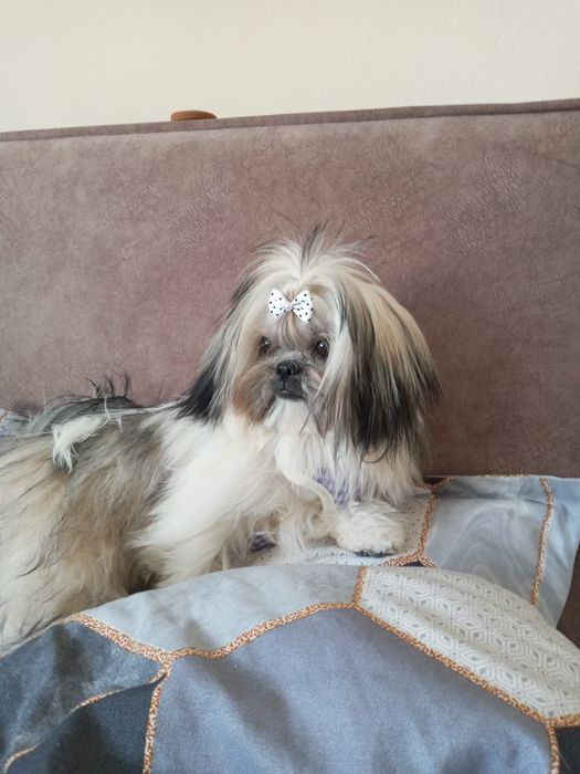 Продам собачку щитцу дівченка