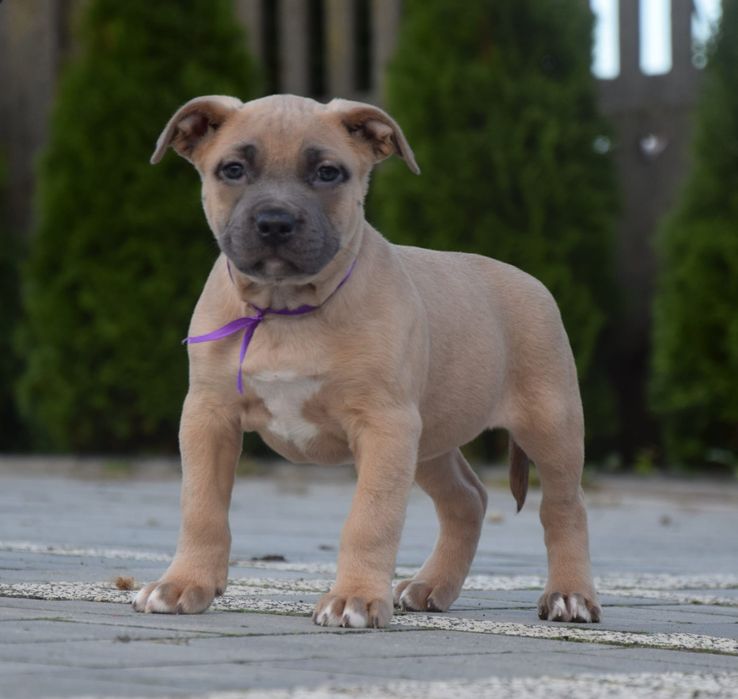 Suczka Amstaff do odbioru