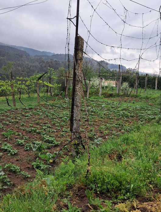 Terreno e casa nao habitável em portela do vade concelho vila verde
