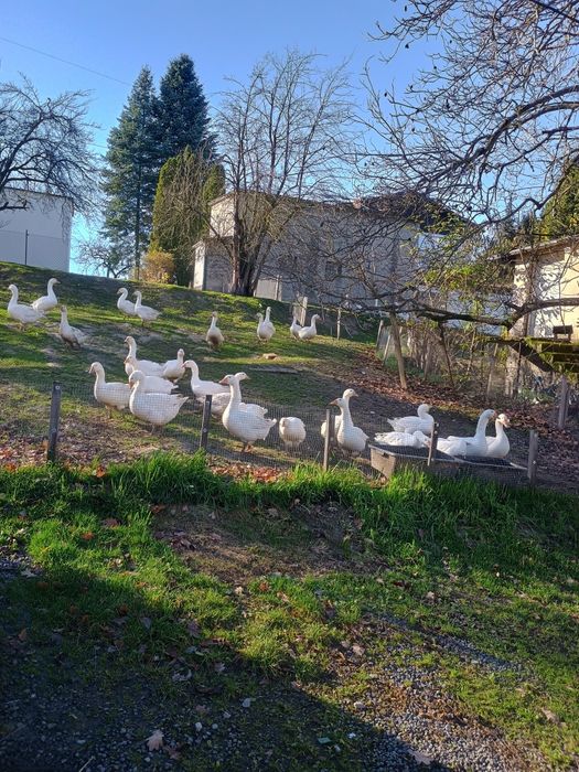 Sprzedam Gąski Ekologiczne