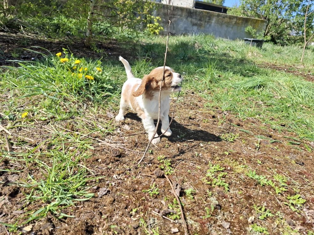 Cavalier king charles spaniel suczka