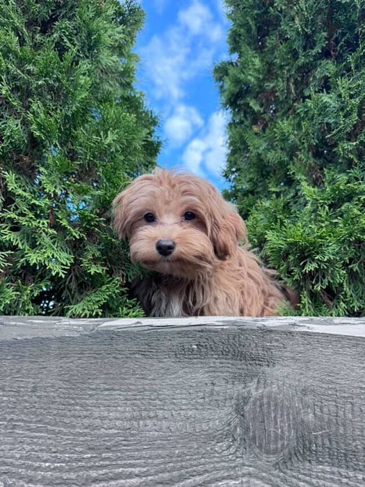 Продам Мальтипу