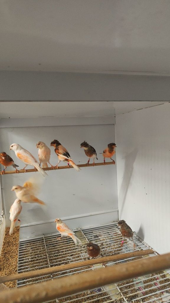 Vendo lote de arlequins