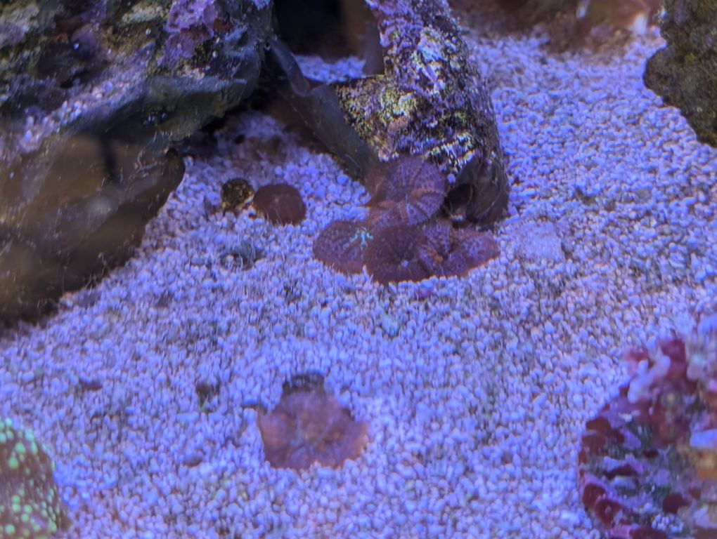 Rhodactis - koral miękki