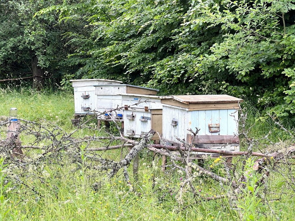 Продаж рекреаційноі ділянки у лісі