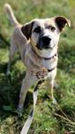 Biszkopt do adopcji!