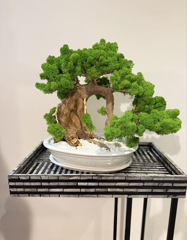 Drzewko Bonsai mech chrobotek PREMIUM-bzobsługowe