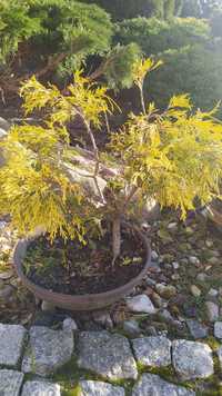 cyprysiki w formie bonsai