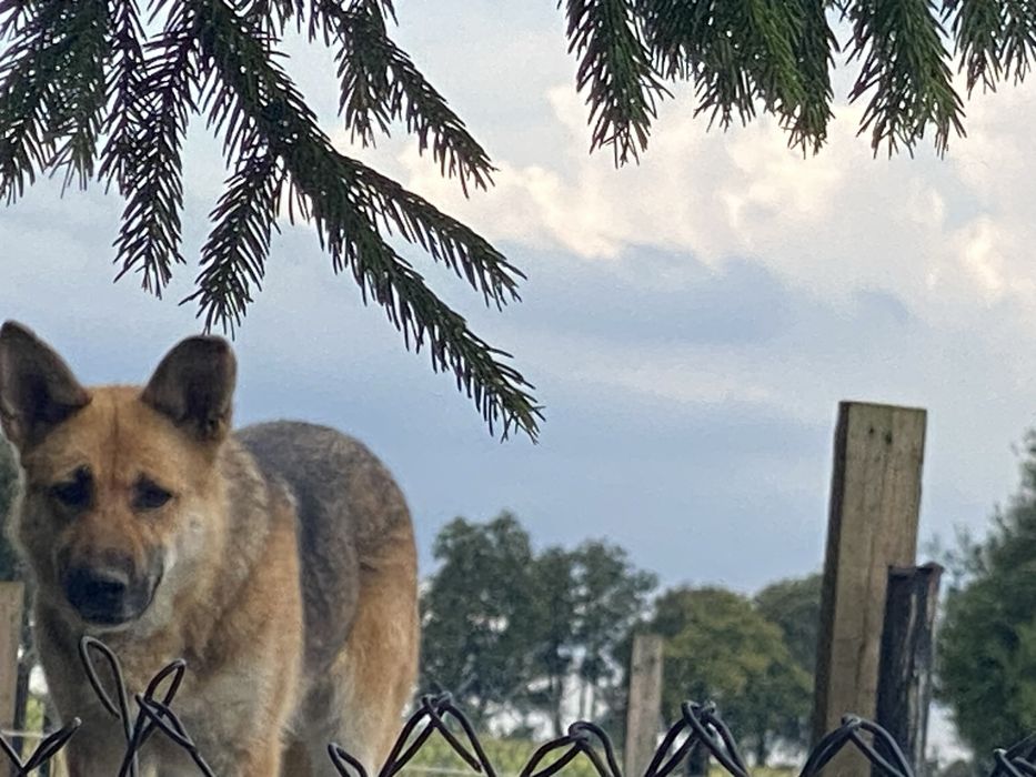 Sunia w typie owczarka niemieckiego - adpcja bezpaltna