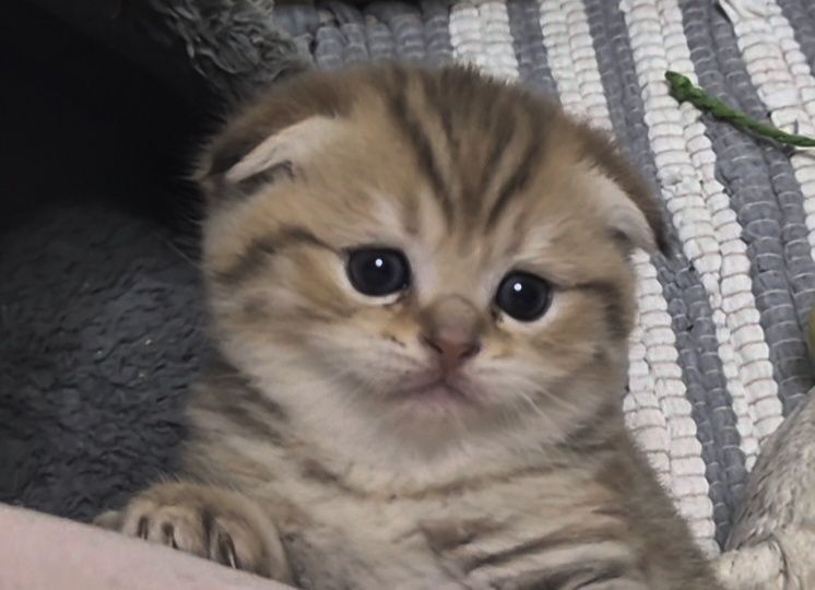 Висловухі та прямоухі шотландські кошенята, хлопчик та 3 дівчинки