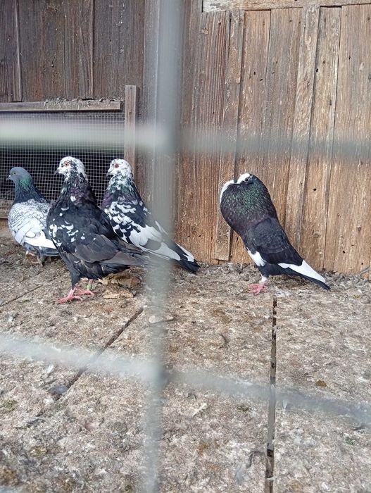 Ryś Polski mewka Polska garlacze