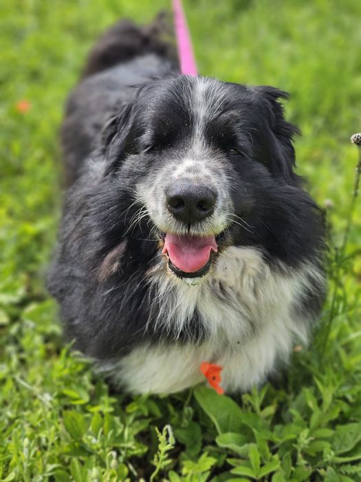 LUBIŚ - „Mini Nowofunlandzik” szuka swojego człowieka