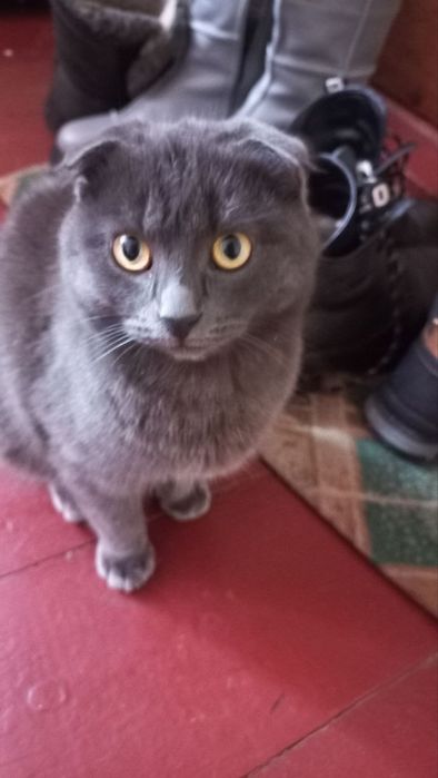 Кіт, кличка Пірат