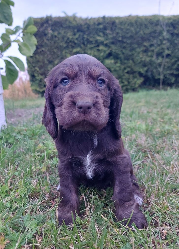 Cocker spaniel szczeniak