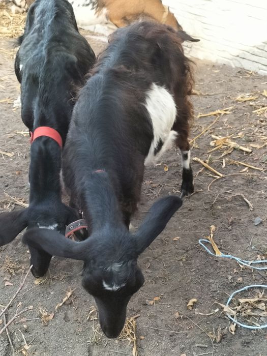 Продам козу альпийку