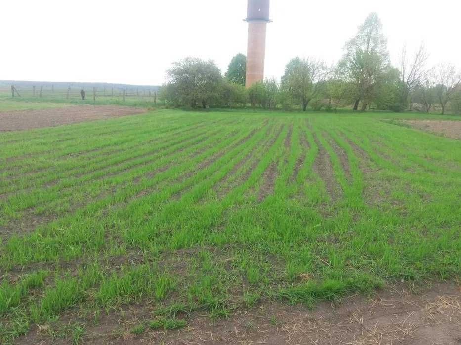 Продам  8 Га   земельної ділянки . Гнилуського родовища торфу