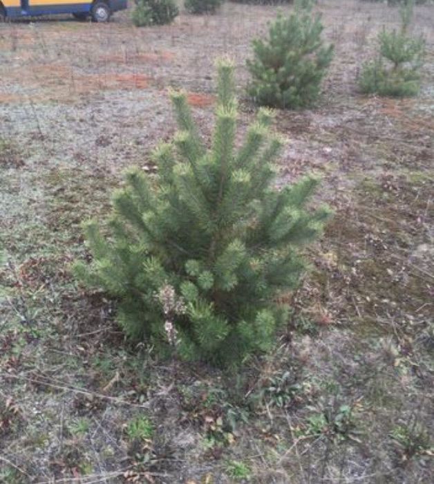 Сосна формована і викопана комом землі