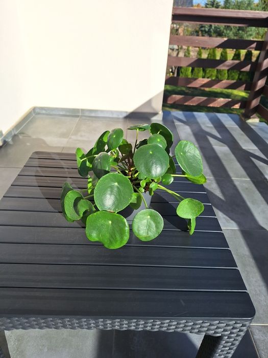 Pilea,  Pieniążek, roślina doniczkowa