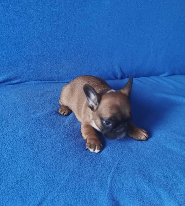 Dziewczynka  BULDOG FRANCUSKI !!