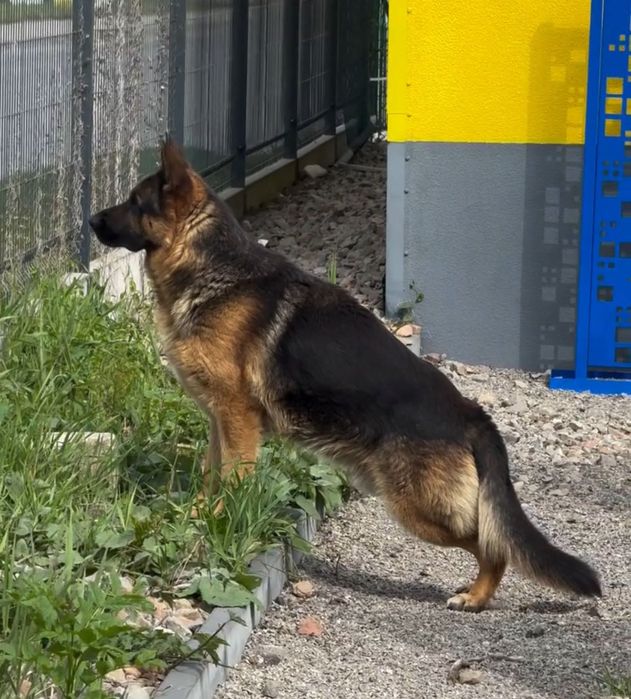 німецька вівчарка FCI/PKR: LASSO (кобель) × NOXA (сука)