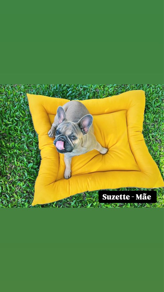 Buldogue Francês Blue