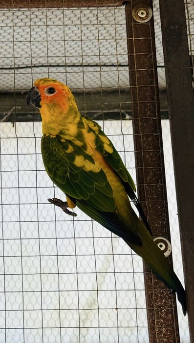 Aratinga Solatitialis