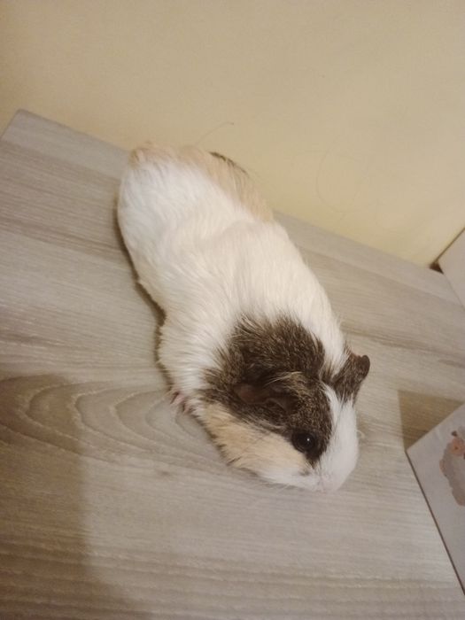 Świnka morska zmieni dom