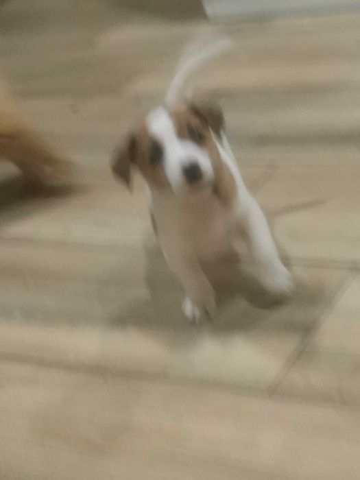 Jack Russell Terrier piesek