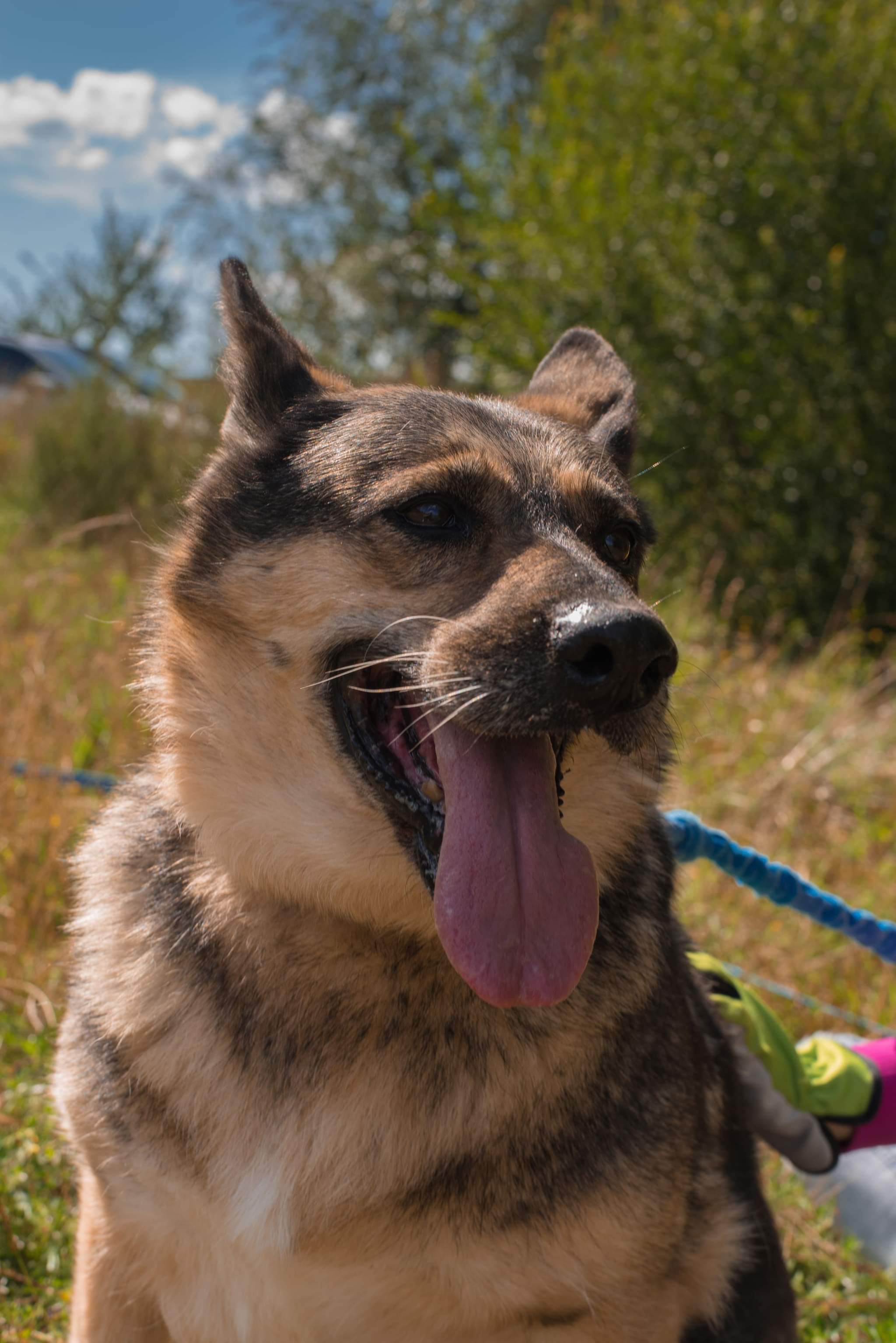 Sunia do adopcji!