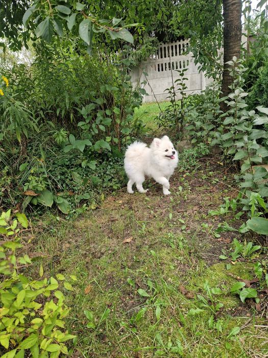 Suczka szpic miniaturowy