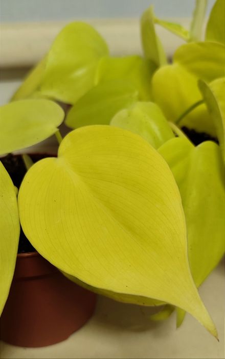 Філодендрони: lime Scandens, micans, Brazil (лайм сканденс, Міканс, бр