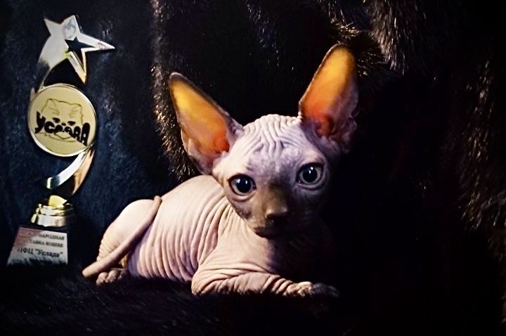 Канадский сфинкс с родословной клубный