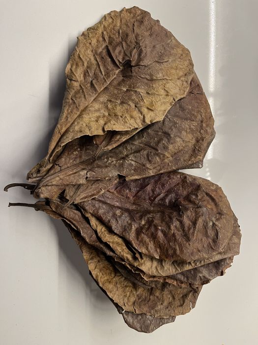 Folhas catappa/amendoeira