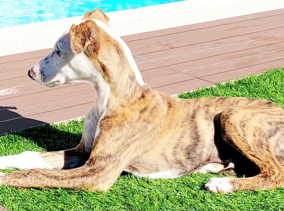 xGalgo para adoção muito responsavel