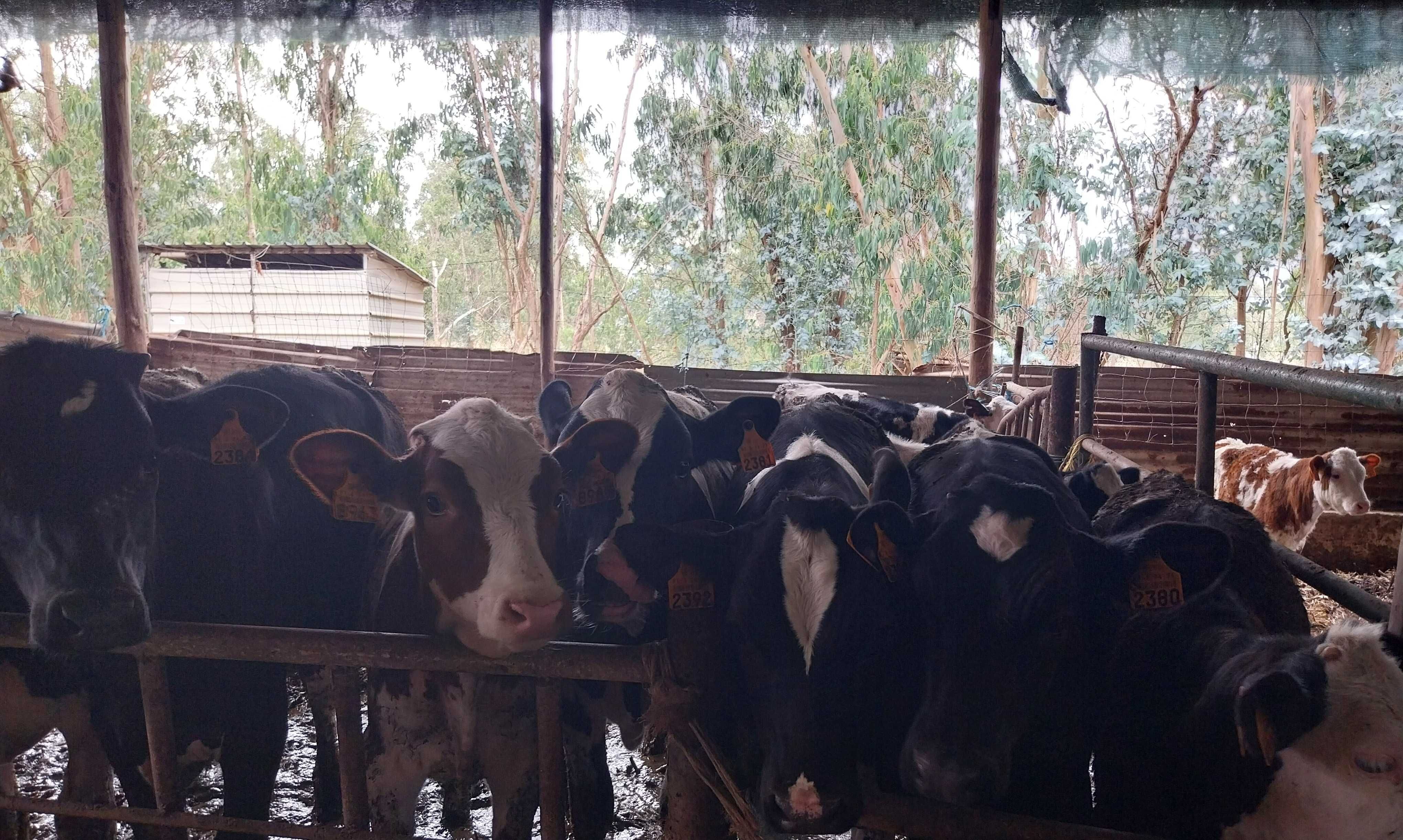 Animais Raça Frísia: vacas, bois e vitelas (os)