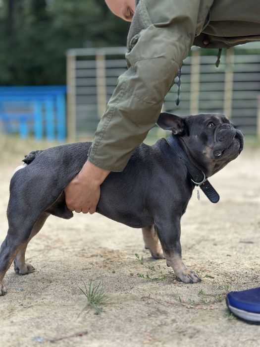 Французький бульдог вязка