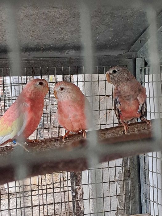 Aves bom porte e saudáveis