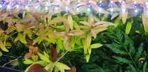 Planta aquário Hygrophila polysperma 'Rosanervig