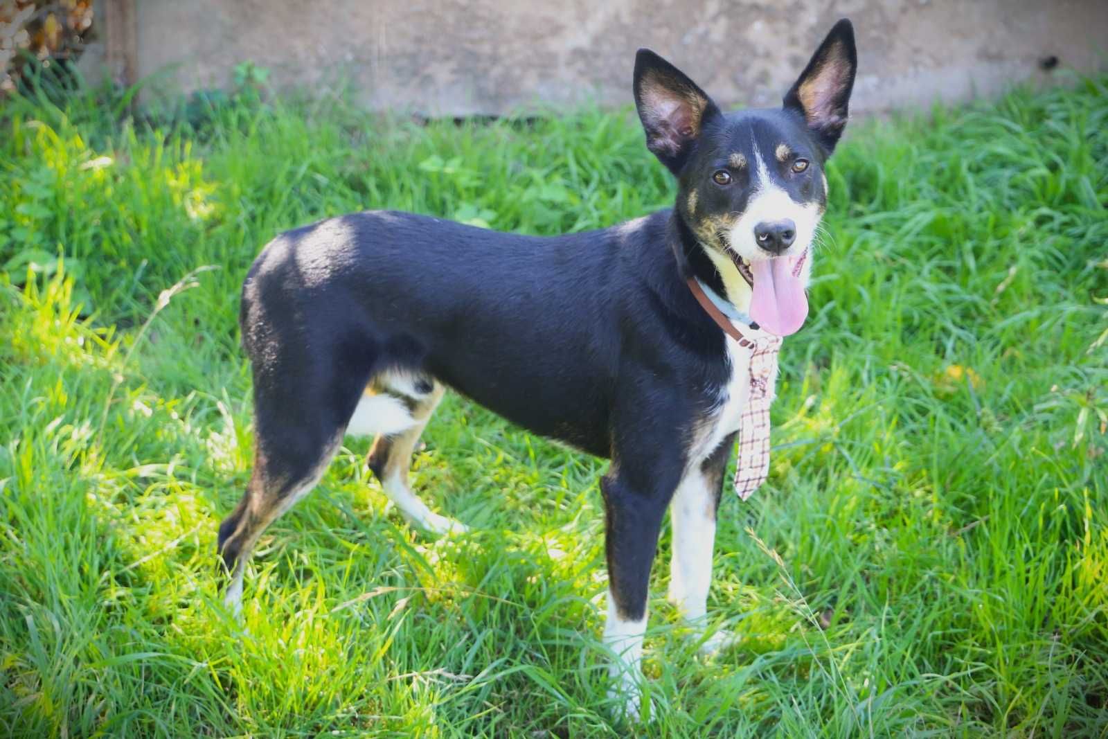 Lindo e Meigo Cãozinho para Adopção