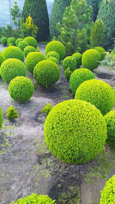 продам самшит стриженый в виде шара. можжевельник блю эрроу. туи