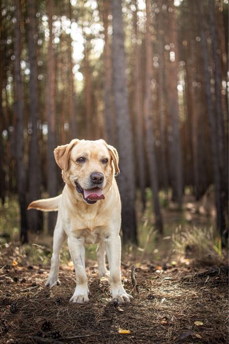 Dżeki-biszkoptowy labrador czeka na dom znający specyfikę rasy-adopcja
