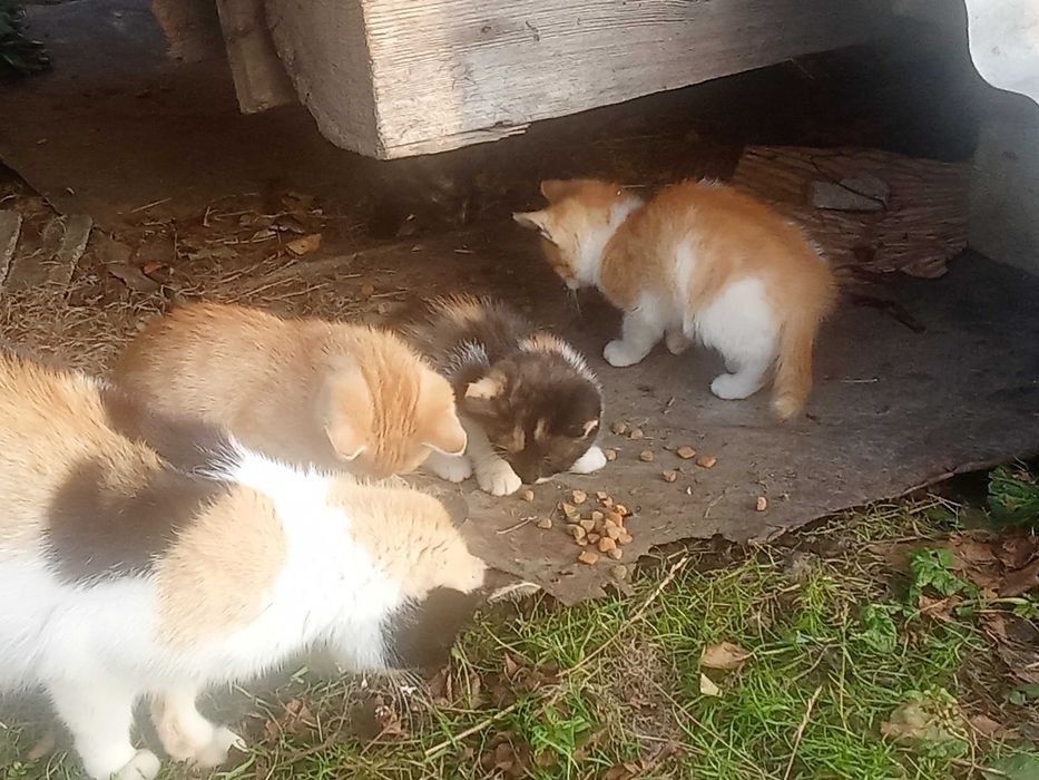 Oddam za darmo w Dobre ręce