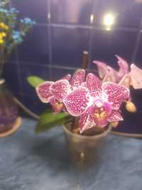 Орхидея сорт мультифлора