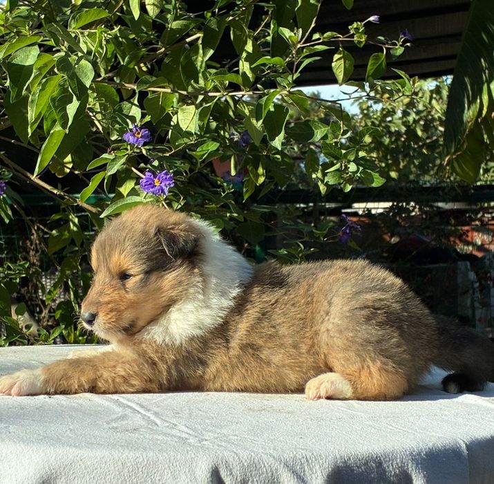 Rough Collie - Lassie