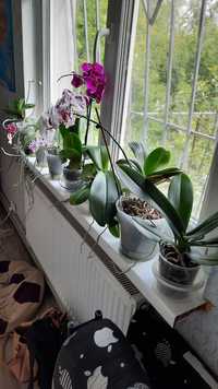 Продам Орхидеи в заботливые руки в Днепре.
